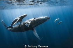 This was my best encounter with a whale and his calf. I h... by Anthony Deroeux 